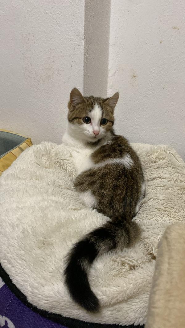 Mamma gatta e la coccola di mamma Foto 3